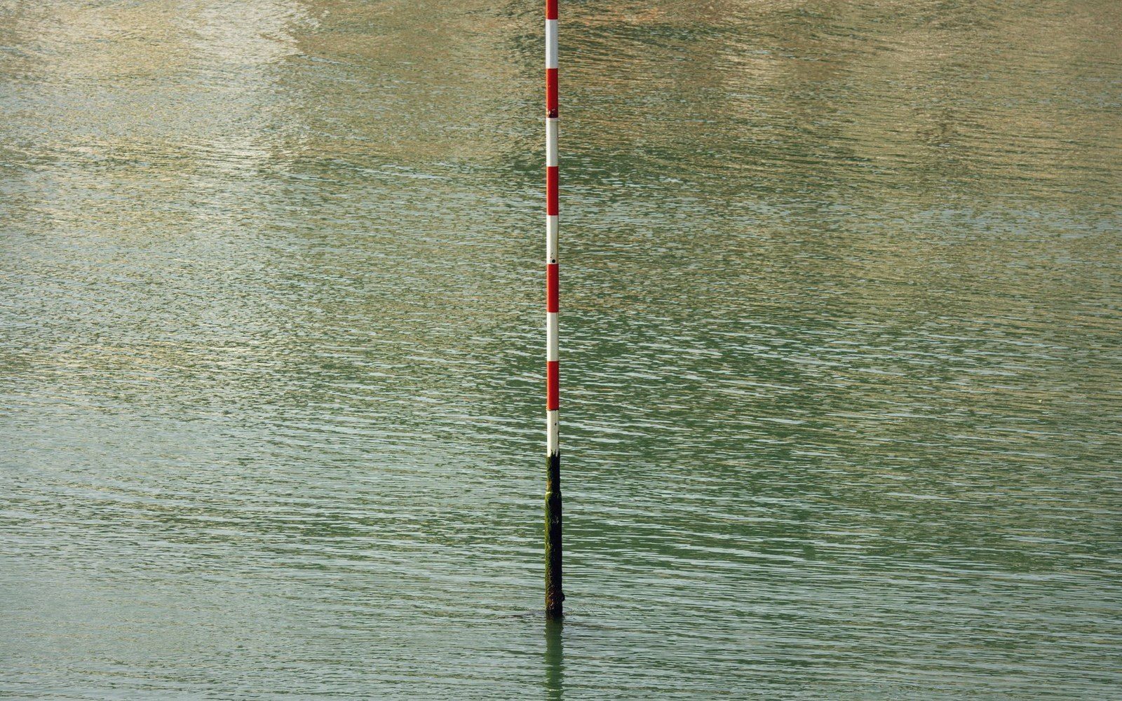 A red and white gauge staff standing in green river water