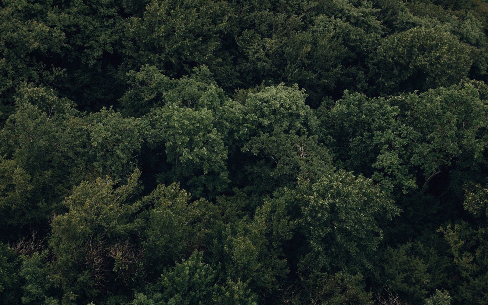 Dense forest canopy seen from directly above