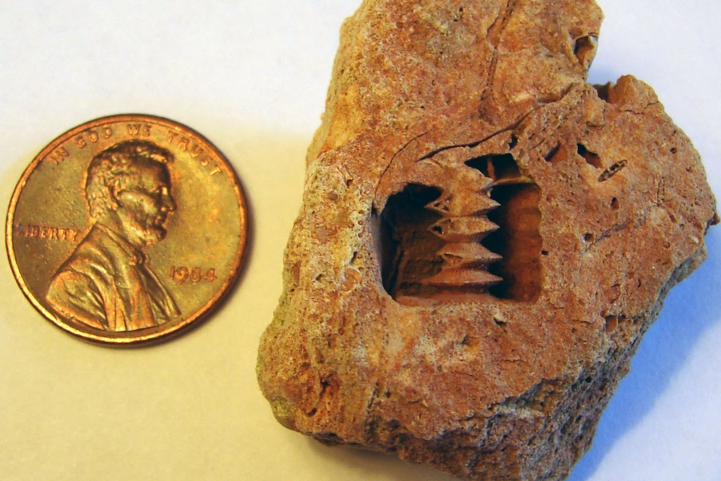 300 Million Year Old Alien Screw