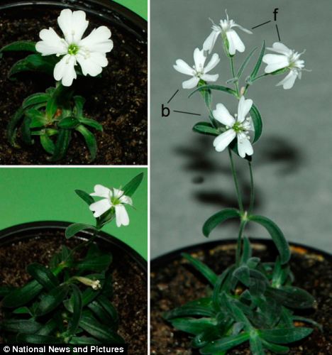 Ancient Plant Brought Back To Life AfterBeing Buried