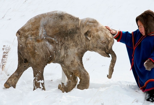 Baby Frozen Woolly Mammoth