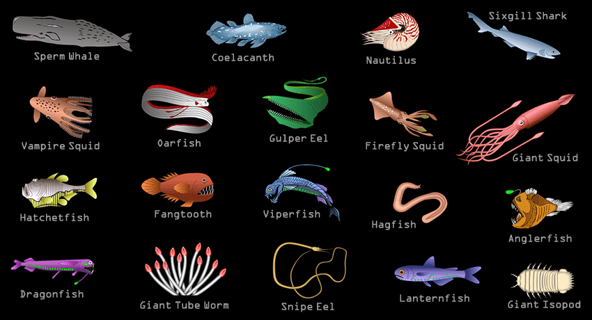 Life In The Bottom Of The Lightless Sea