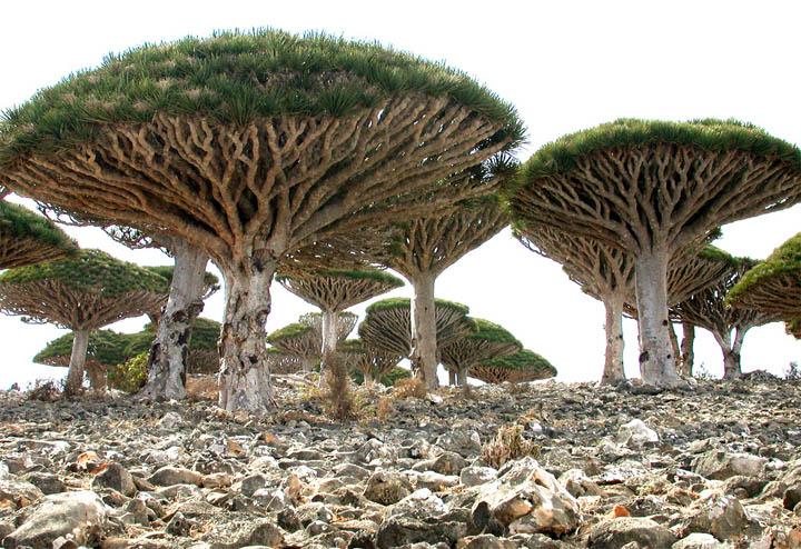 Socotra Island, Yemen